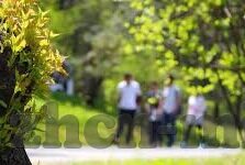 麻d国产传媒大象下载-麻d国产传媒大象下载，网络时代下的文化传播新视角